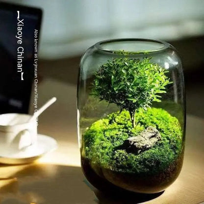 ArborGlow-Moss Micro Landscape Tree Of Life Desktop Glass Flower Container